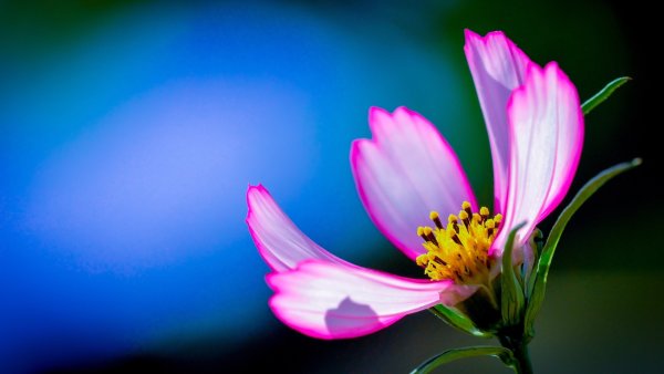 Весна тюльпаны