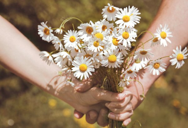 Букет ромашек