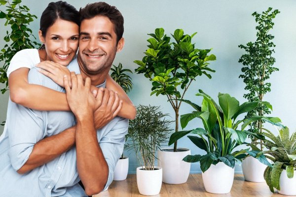 Семейный цветок комнатный