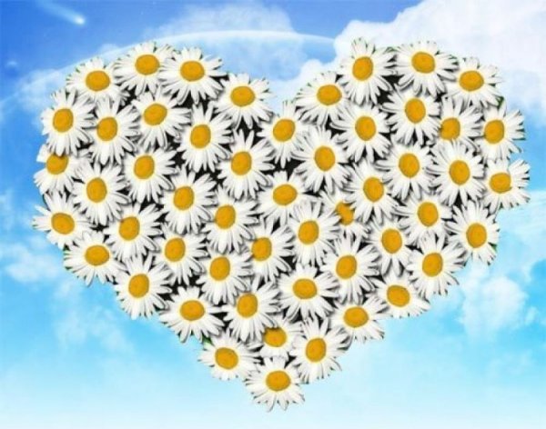 Большое сердце из ромашек