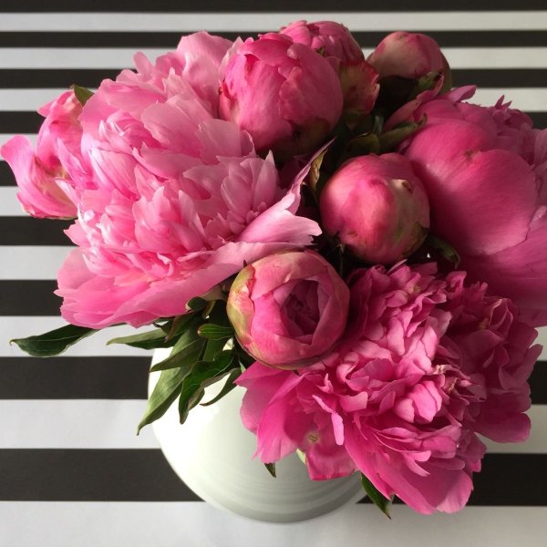 Бривидо пионы