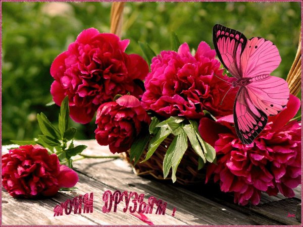 Пионы в коробке