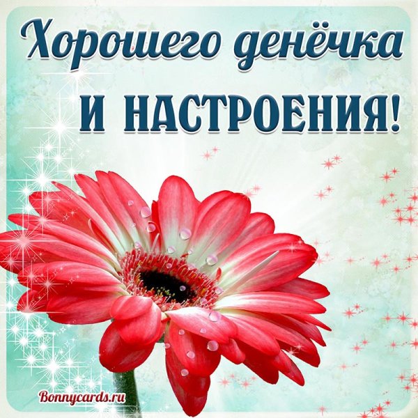Цветы любовь нежность