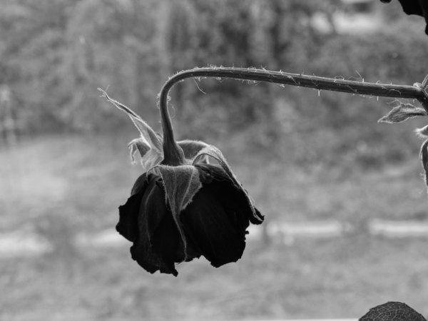 Увядшая роза