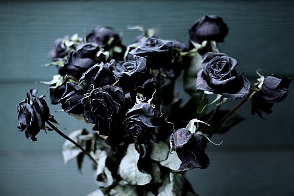 Засохшие черные розы