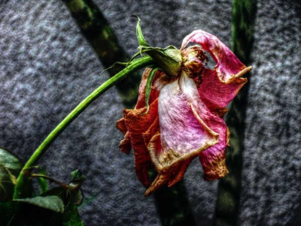 Увядший цветок