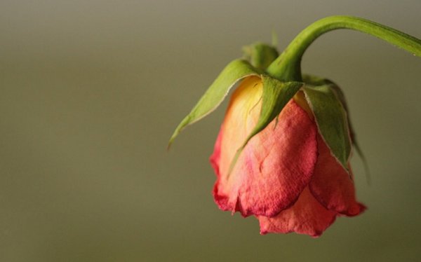 Увядшая роза