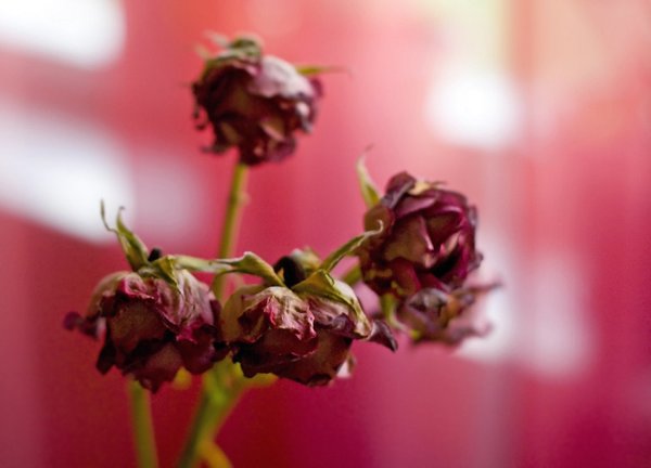 Увядший цветок