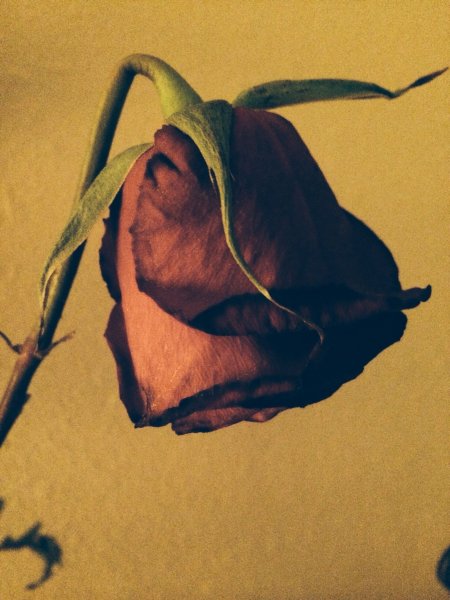 Цветок завял