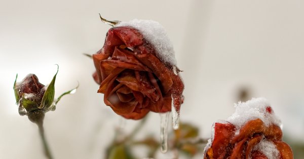 Цветы завяли