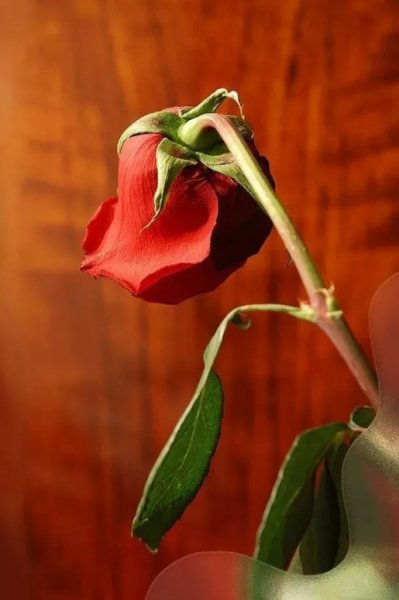 Поникший цветок