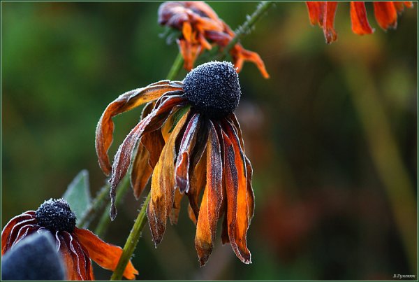 Увядание цветов осенью