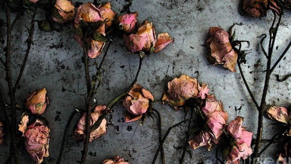 Увядшая роза