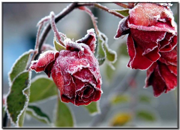 Замерзшая роза