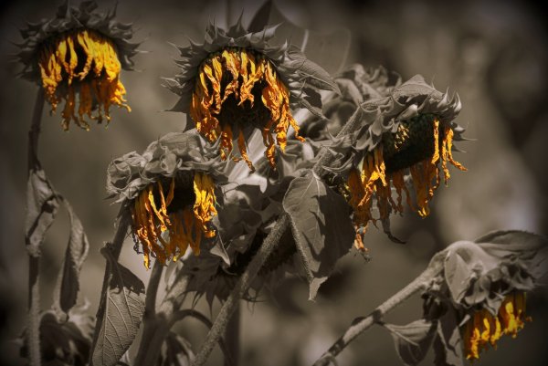 Засохшее растение