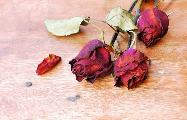 Засохший букет