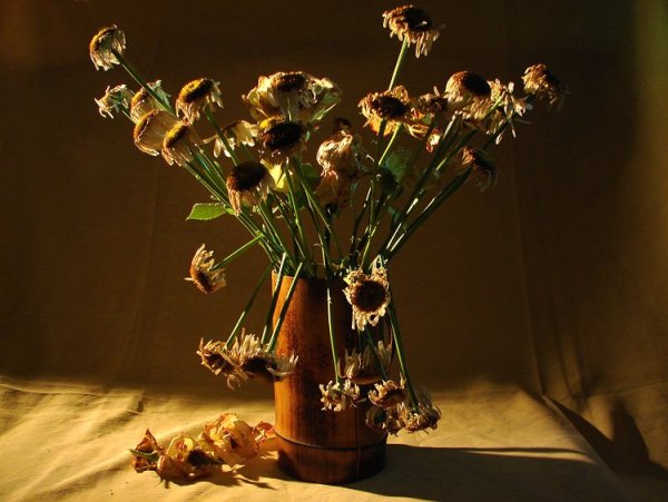 Лютик завявший