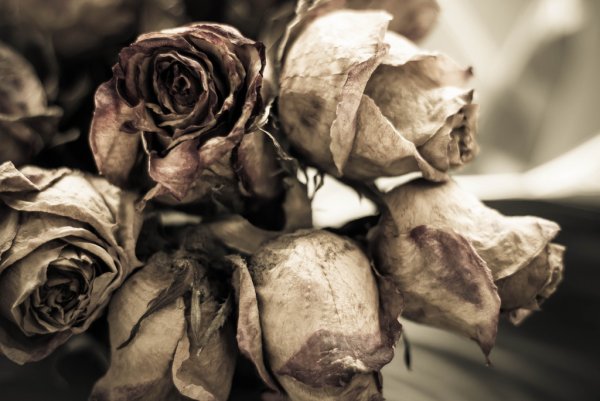 Мертвые цветы