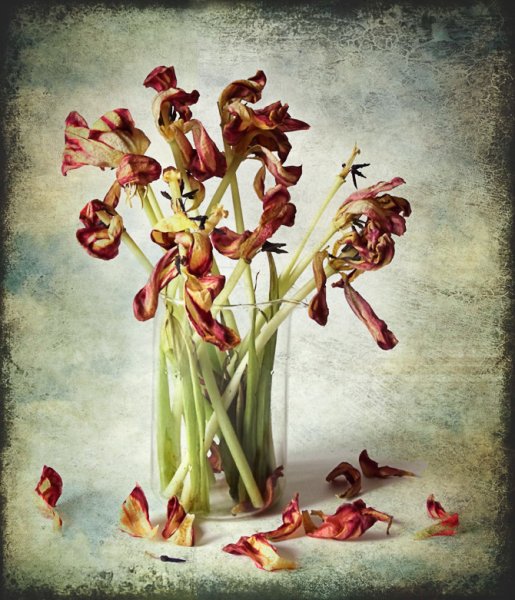 Увядающие тюльпаны