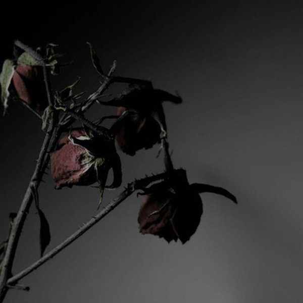 Завядшие розы черные