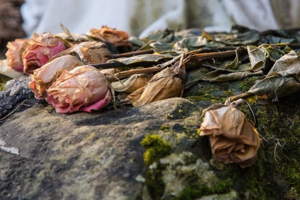 Засохшие цветы