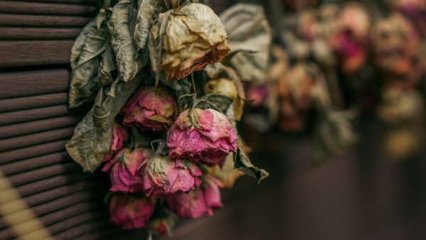 Увядающая роза