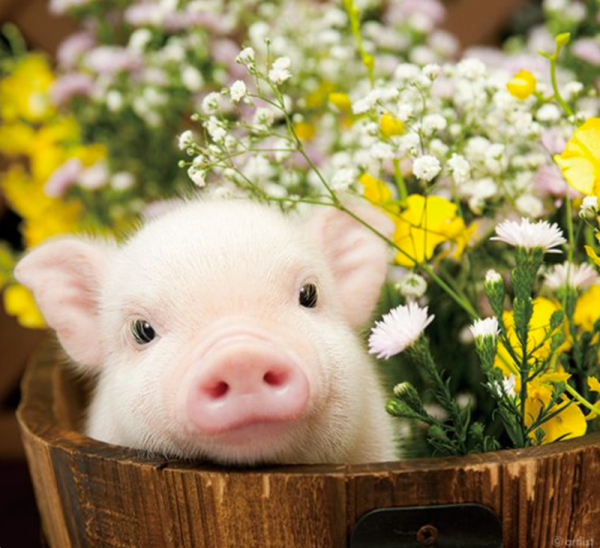 Поросенок с ромашкой