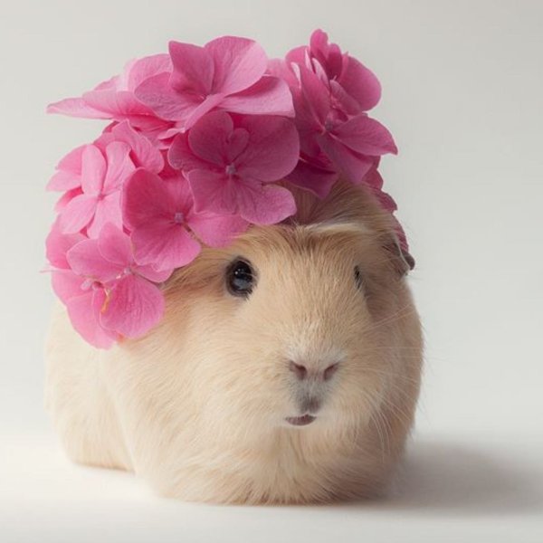 Хомяк с цветами