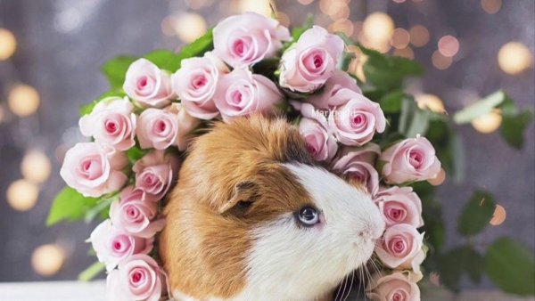 Морские свинки