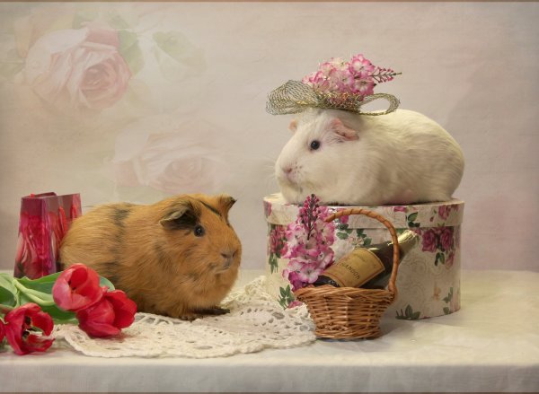 Морские свинки