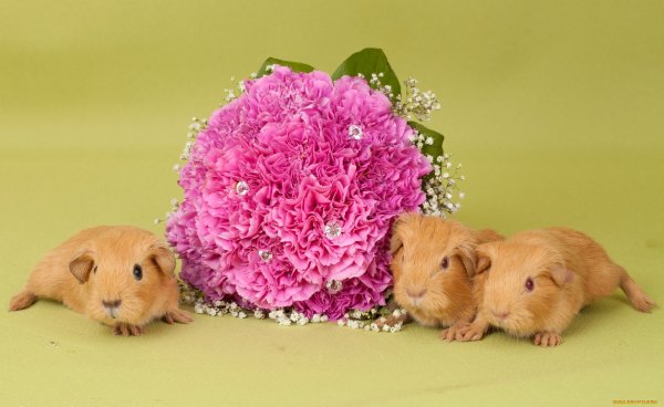 Спасибо свинья