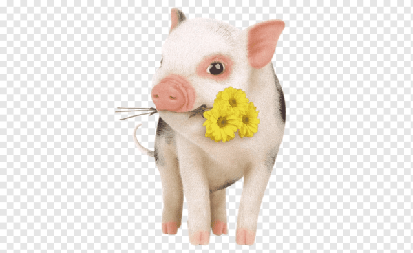 Букет «поросёнок»