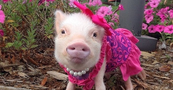 Открытки с изображением свиней