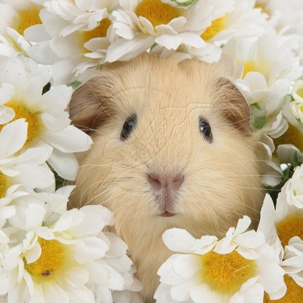 Хрюшка акварель