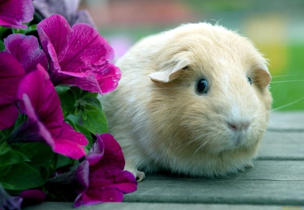 Поросенок поздравляет