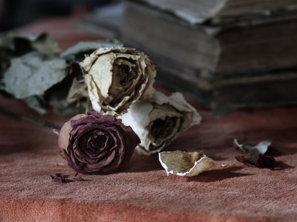 Высохшие цветы