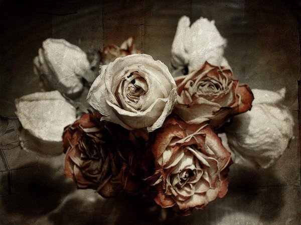Засохшая роза