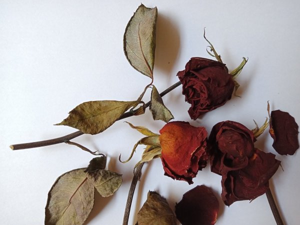 Завявшая роза