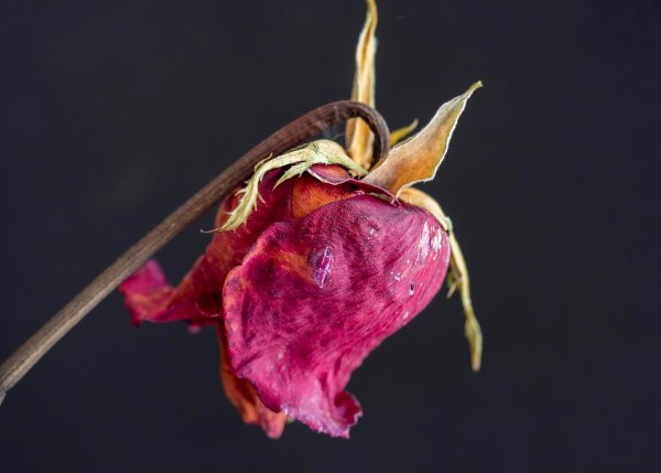 Засохшие цветы