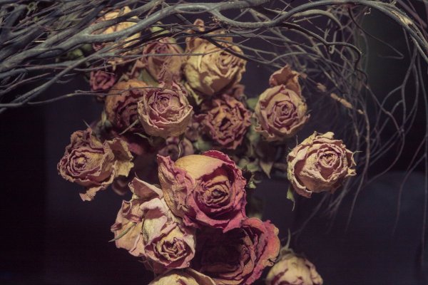 Букеты из засохших цветов