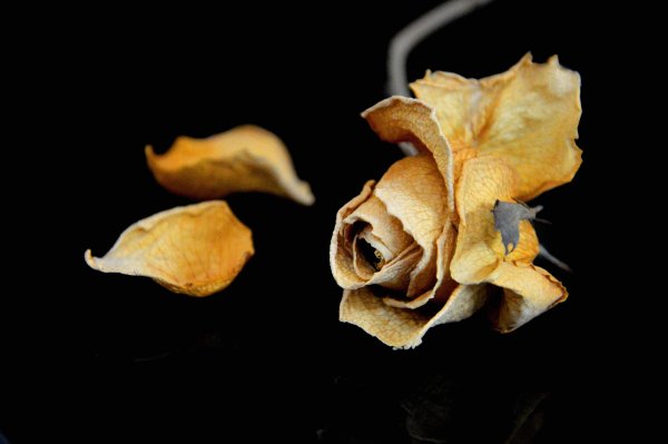 Засохшие цветы