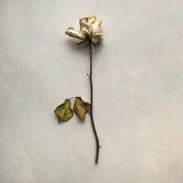 Сухая роза гербарий