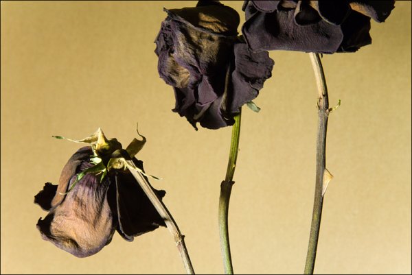 Букет завядших роз