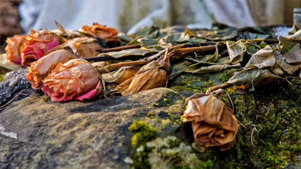 Умирающие цветы