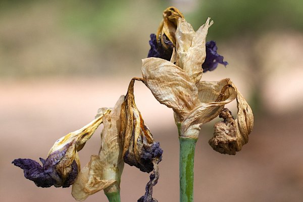 Увядание растений