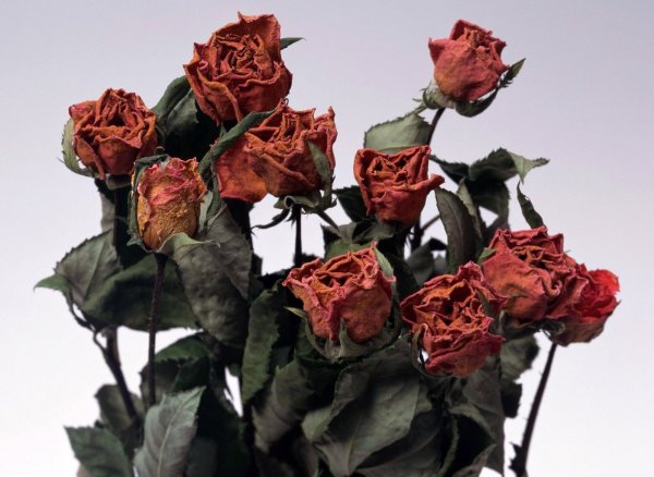 Засохшие цветы