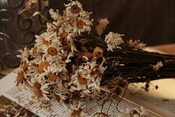 Увядшая Ромашка