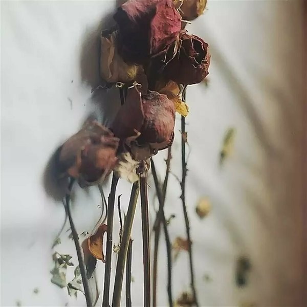 Сухоцветы Эстетика