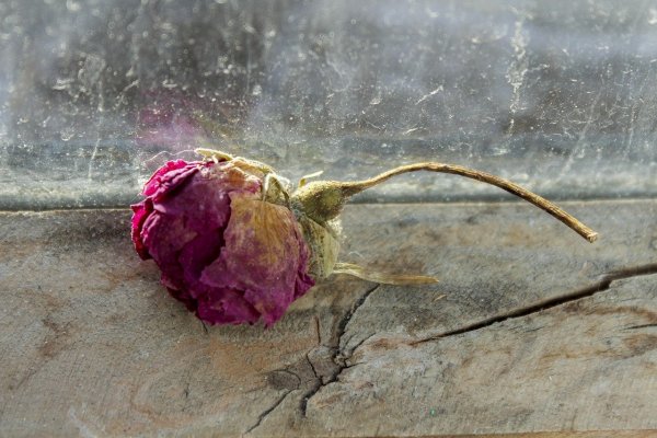 Увядшие розы осенью