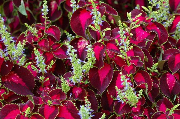 Колеус Crimson Ruffles
